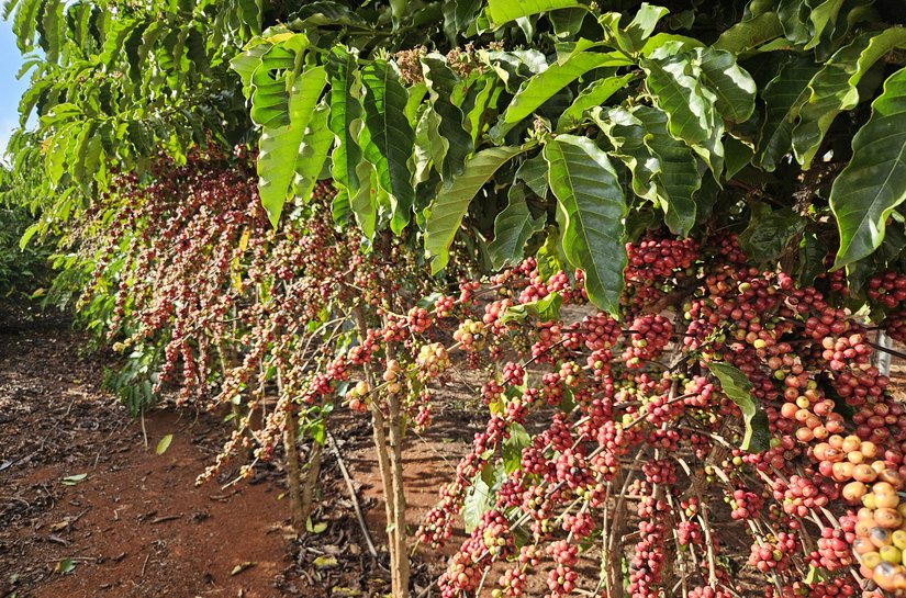 Distribuição de mudas e fomento às novas tecnologias impulsionam a agricultura familiar em MT