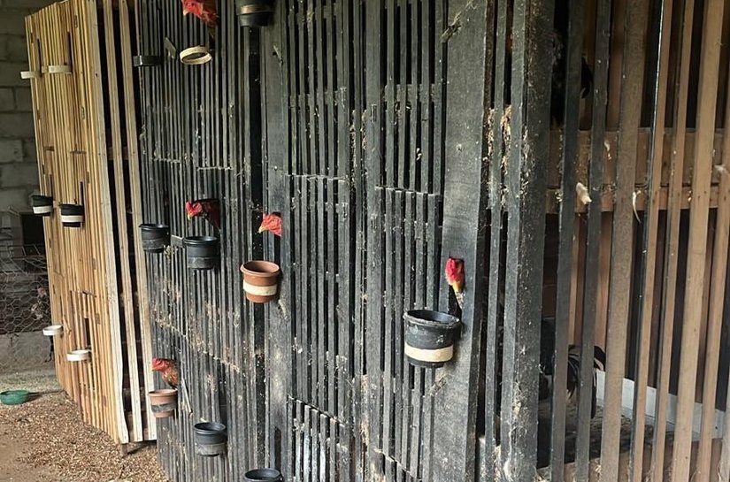 Polícia Civil e Sema desarticulam rinha de galos na região do Engordador, em Várzea Grande