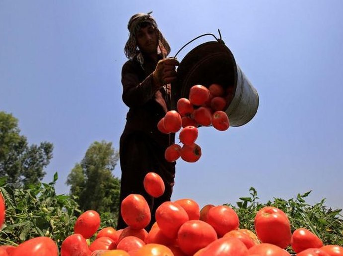 O impacto do El Niño na produção global de alimentos