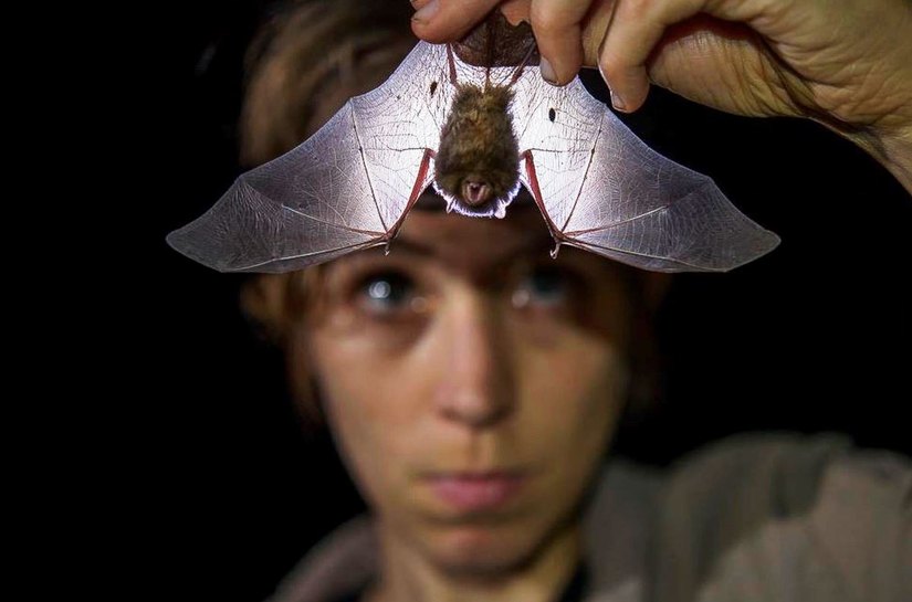 Descobertos quatro novos coronavírus relacionados ao vírus da covid-19 em morcegos da China