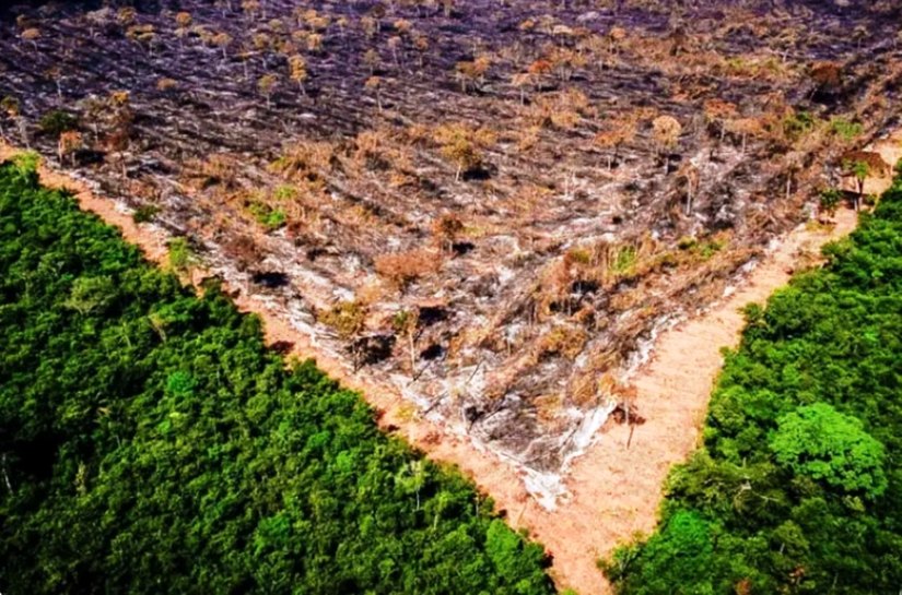 Investigações por desmatamentos atingem meio milhão de hectares