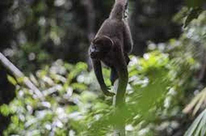 Cúpula da Amazônia começa nesta terça em Belém com reunião de oito países