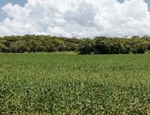 STF homologa Plano Estadual de Regularização Ambiental de MT e destaca evolução do planejamento
