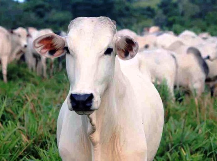 Ministério da Agricultura confirma casos de vaca louca em Mato Grosso e Minas Gerais
