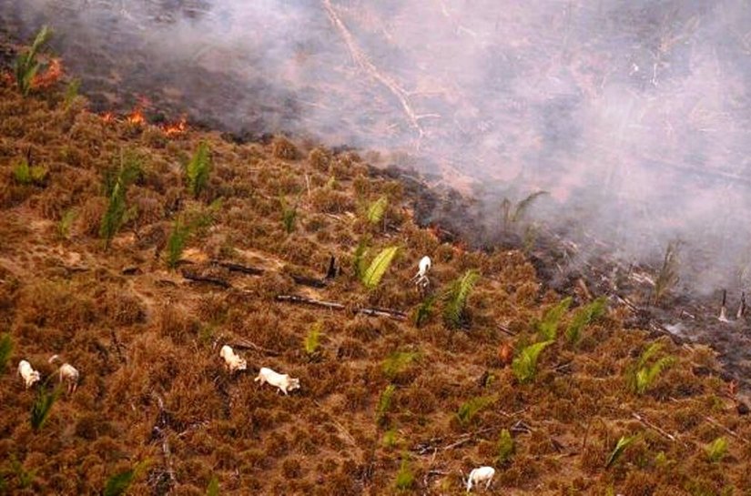 Desmatamento: Amazônia perdeu área sete vezes a cidade de São Paulo até novembro