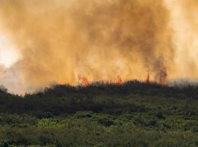 MS decreta situação de emergência em cidades atingidas pelos incêndios no Pantanal