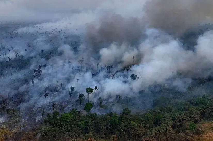 Destruição de florestas tropicais bate recorde com aumento de incêndios