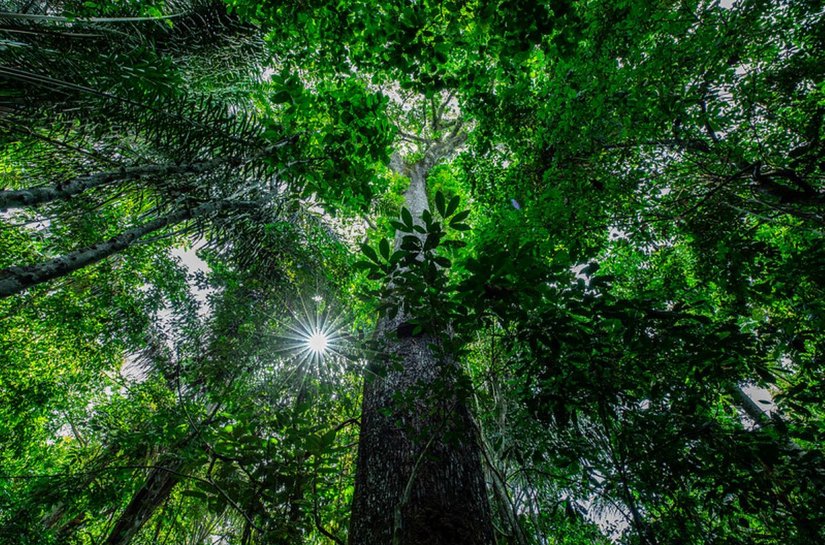 Mato Grosso tem queda de 71% nos alertas de desmatamento da Amazônia em abril