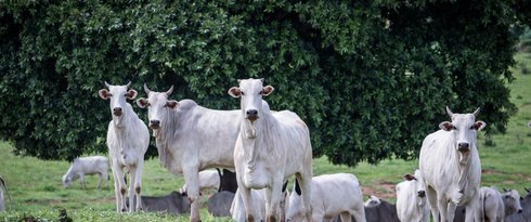 Rebanho bovino de MT conta com 32,1 milhões de cabeças
