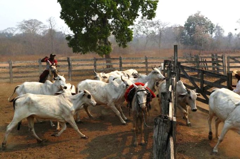 Ambientalistas explicam por que 'boi bombeiro' e 'reservas incendiárias' no Pantanal, citados por Salles, são mito