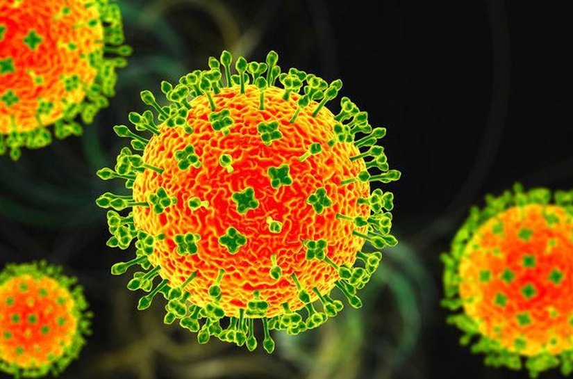Nipah: quais são as chances de vírus mortal chegar ao Brasil ou causar nova pandemia?