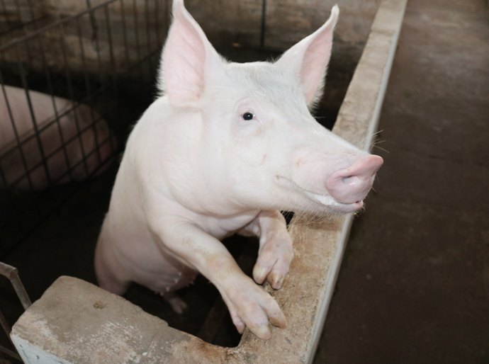 Rebanho de Mato Grosso segue livre da peste suína, atesta Indea