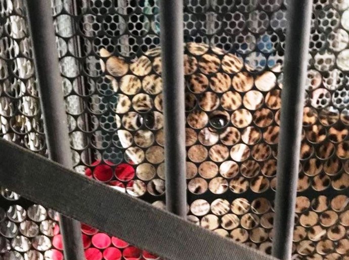 Queimadas no Pantanal: a luta pela sobrevivência do maior felino das Américas em meio aos incêndios