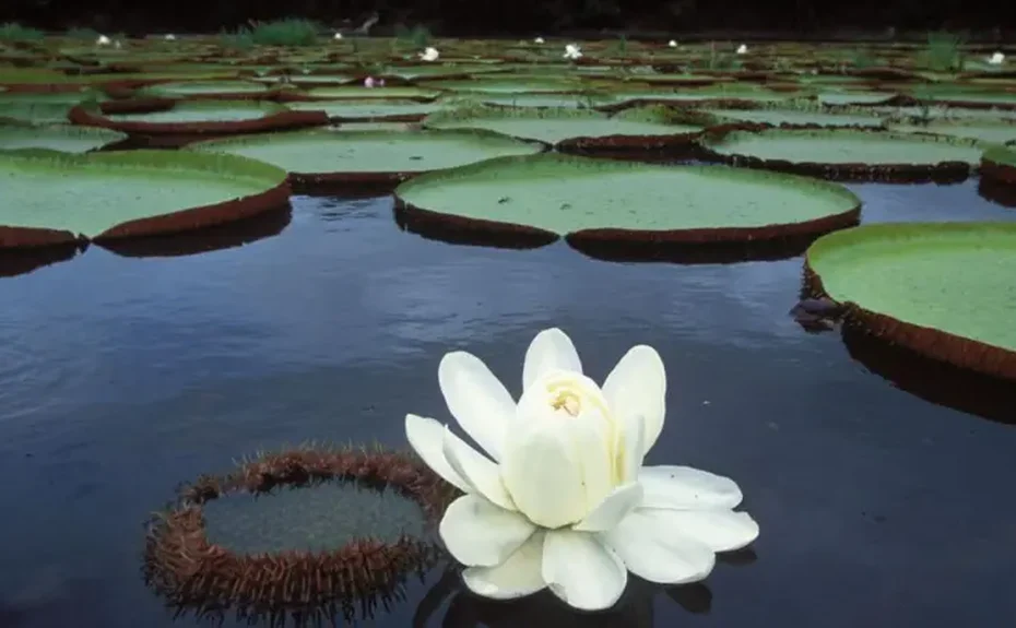 Vitória-régia, a planta amazônica que revolucionou a arquitetura e continua a inspirar inovações tecnológicas