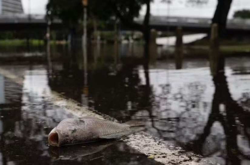 Com água baixando, moradores de Porto Alegre convivem com animais mortos, esgoto, mau cheiro nas ruas e ratos em casa