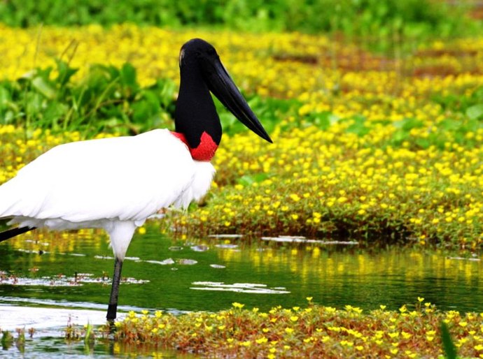 Ibama conduz e regulamenta resgate de animais no Pantanal com apoio da Sema-MT