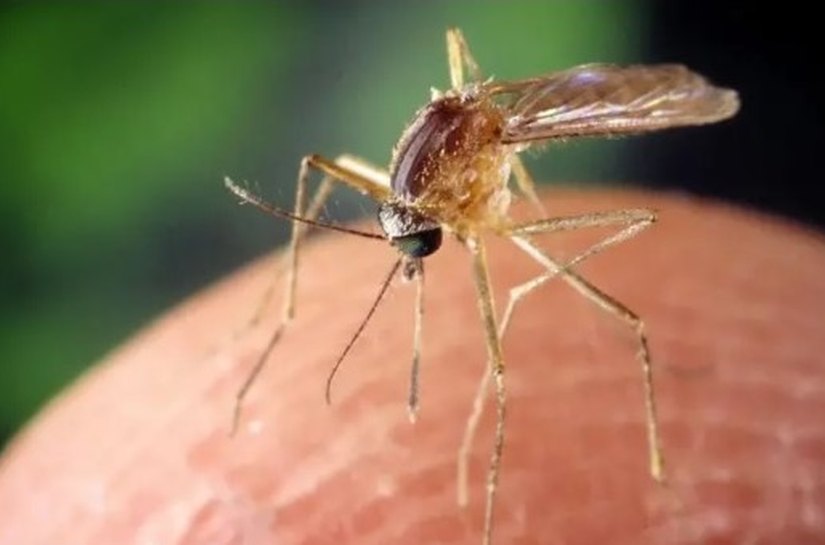 O vírus transmitido por mosquitos que se espalha pelos EUA e pela Europa sem cura ou vacina