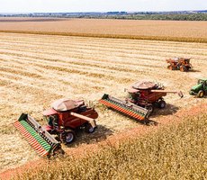Mato Grosso inicia colheita de milho com produção estimada em 50,3 milhões de toneladas