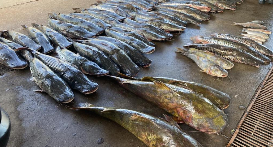 Polícia Militar apreende 465 quilos de pescado ilegal e prende homem em Várzea Grande