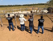 Operação integrada entre as Forças de Segurança Pública resulta na recuperação de rebanho furtado em propriedade rural em Cocalinho,MT