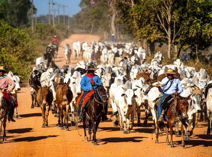 Estado cria de grupo de trabalho para ações de recuperação do setor pecuário do Pantanal