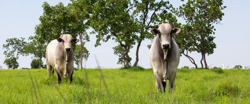 Mato Grosso lidera abate de bovinos no país e amplia participação nas exportações em 2025