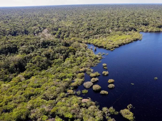 Cinco países aderem a fundo para conservação de florestas tropicais