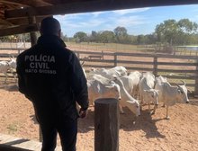 Polícia faz operação para apurar roubo de 90 cabeças de gado em fazenda em Cuiabá