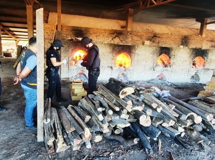 Polícia Civil incinera 480 quilos de entorpecentes apreendidos no semestre em Barra do Garças