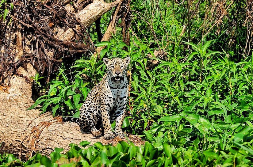 Mauro Mendes assina parceria para o documentário sobre família de onças no Pantanal