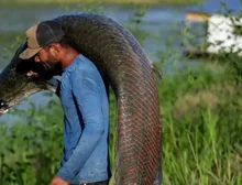 Pele de peixe gigante da Amazônia vira bolsa de luxo, mas ganho não chega a pescadores