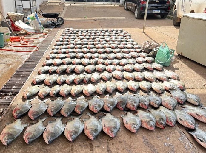 Polícia Civil apreende mais de 900 quilos de pescado irregular e desarticula esquema de pesca predatória em Cuiabá