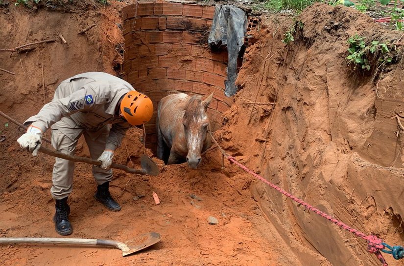 Bombeiros resgatam cavalo que caiu em fossa de 3 metros