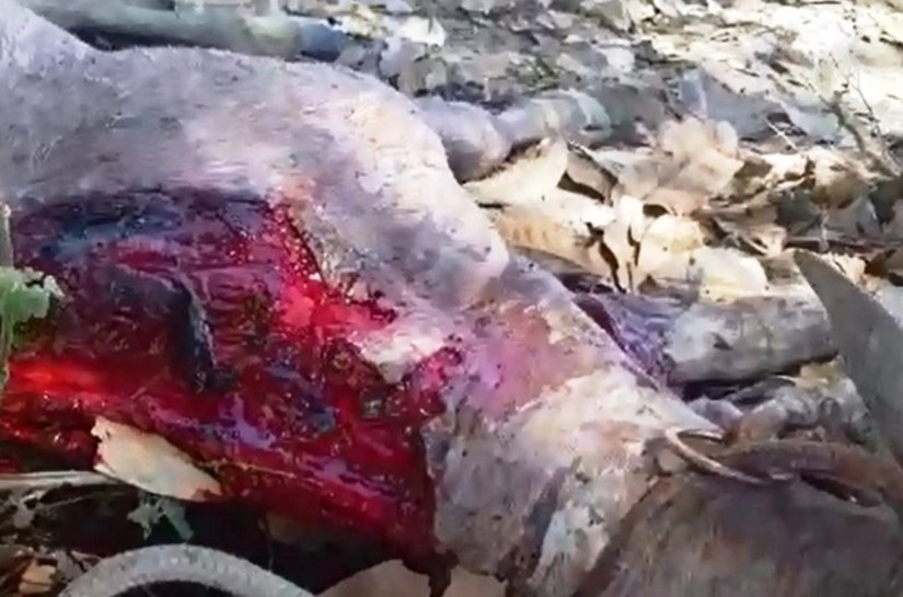 Veja Vídeo: Onça Pintada ataca rebanho na região do Aricá, em Cuiabá, e causa prejuízos para pecuaristas