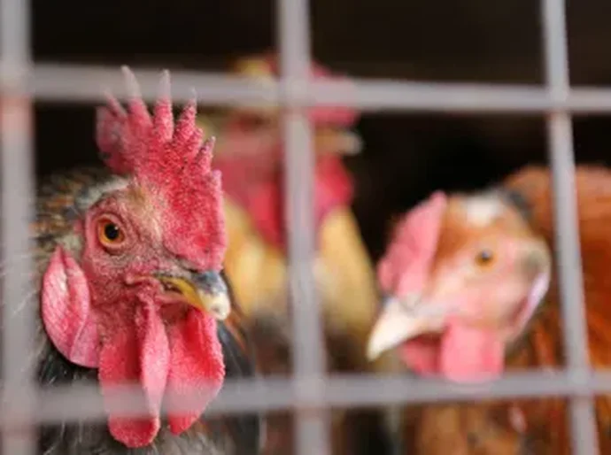 Gripe aviária: trabalhador de granja no RS é isolado por possível infecção