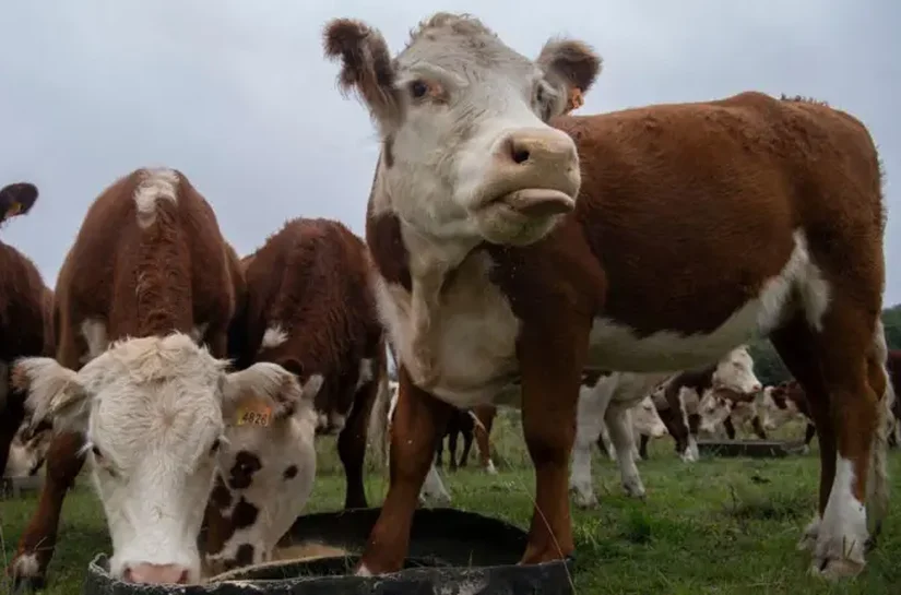 O golpe milionário da 'vaca virtual' que está abalando o Uruguai, um dos maiores produtores de gado do mundo