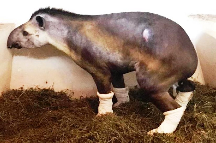 Anta é resgatada por equipe do PAEAS com as quatro patas queimadas