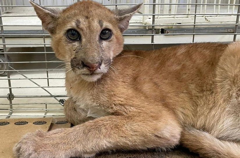 Sema-MT acompanha onça-parda atropelada na MT-358 e orienta sobre o que fazer em caso de acidentes com animais silvestres