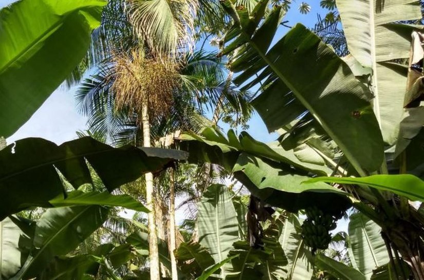 A alternativa ao açaí que pode ajudar a preservar a Mata Atlântica