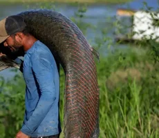 Pele de peixe gigante da Amazônia vira bolsa de luxo, mas ganho não chega a pescadores