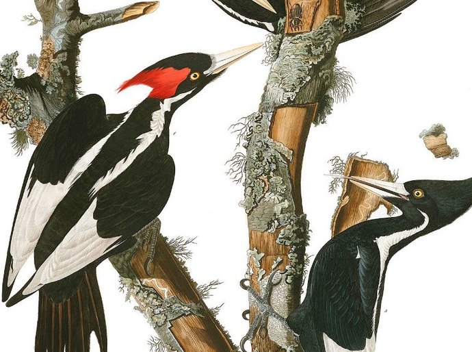Termina o mistério do pica-pau que inspirou o desenho animado: extinto com outras 23 espécies