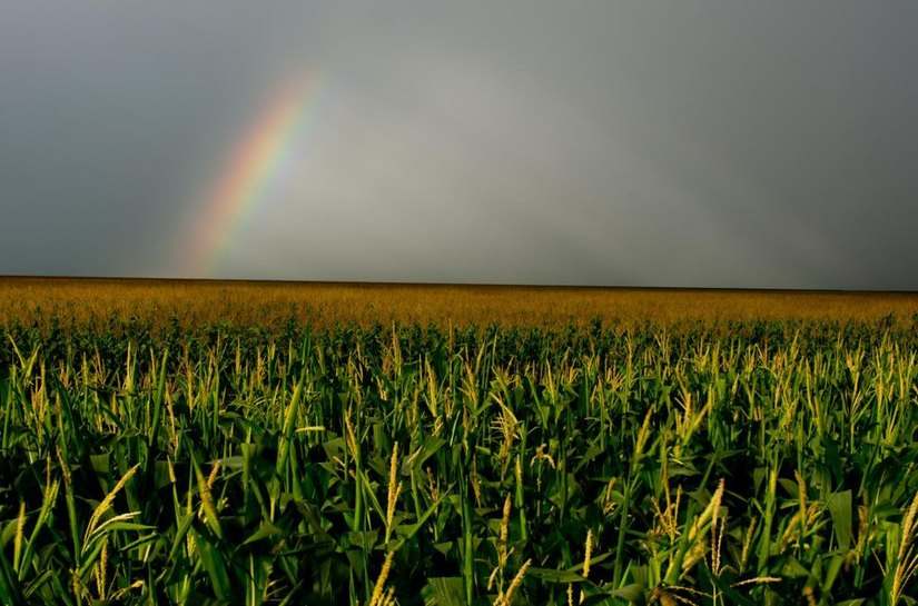 MT lidera produção de grãos no país com 67 milhões de toneladas, estima Conab