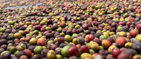 Governo de Mato Grosso lança 1º Concurso de Qualidade do Café