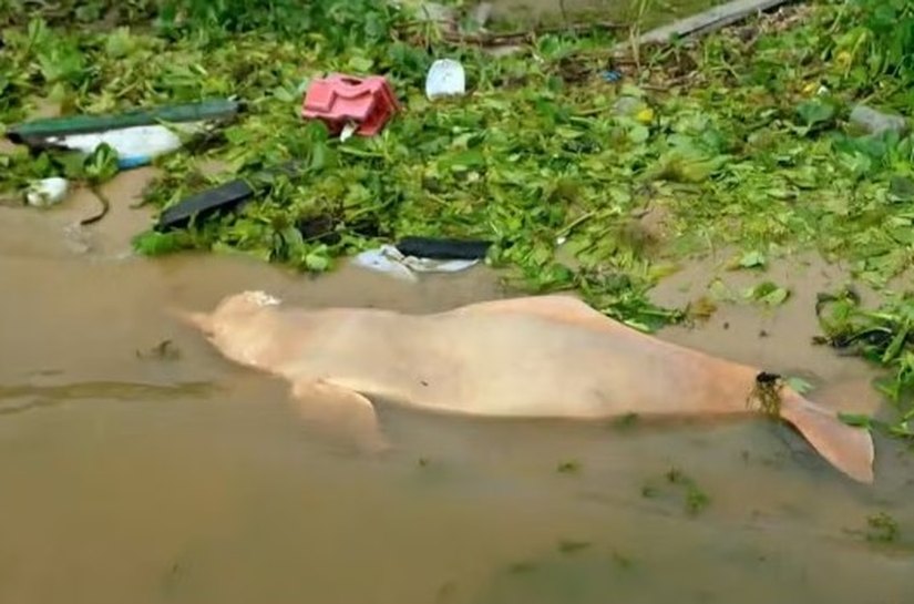 Clima extremo: seca severa causou morte de botos e transformou rio em lama no Amazonas