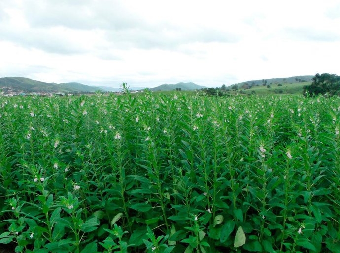 Gergelim ganha espaço e se consolida como segunda opção de safra em Mato Grosso