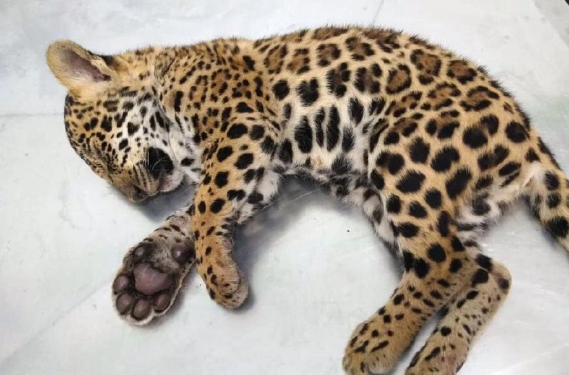 Batalhão Ambiental é acionado e encontra onça pintada que tinha sido atropelada