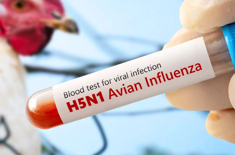 Mato Grosso registra foco da gripe influenza aviária em aves, diz Mapa