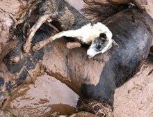 'Ainda há rebanhos inteiros debaixo d’água': o sofrimento dos animais em meio às inundações no Rio Grande do Sul