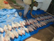 Operação contra esquema de comercialização ilegal de pescado na Feira do Porto resulta em R$400 mil em multa