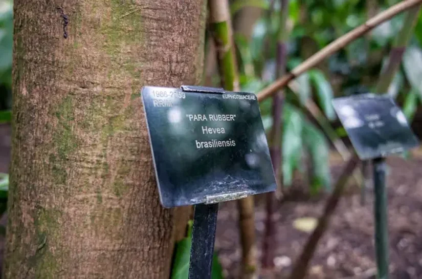 O 'roubo' que mudou a história de Belém e da Amazônia — e suas lições para a cidade da COP30